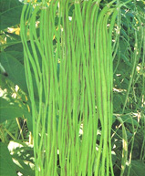 十六ささげの写真