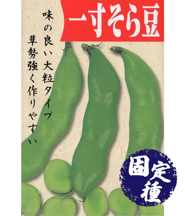 一寸蚕豆（そら豆の種）【固定種】
の写真