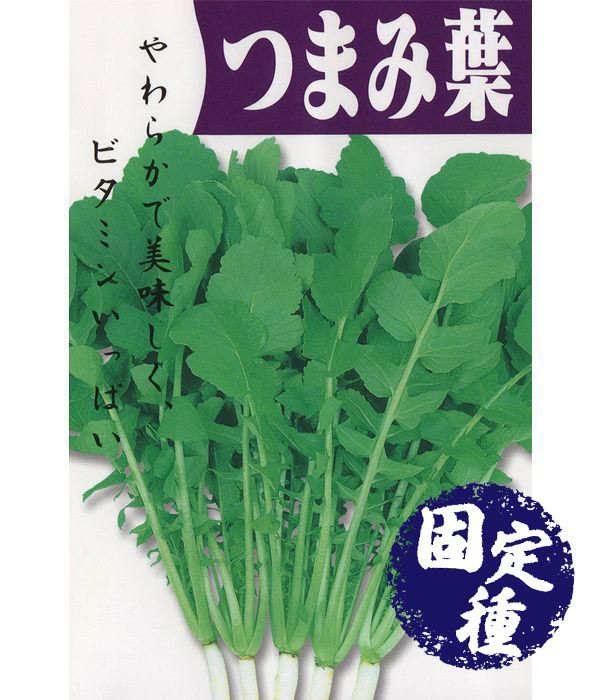 つまみ葉（抜菜用青茎大根）（葉大根の種）【固定種】の写真