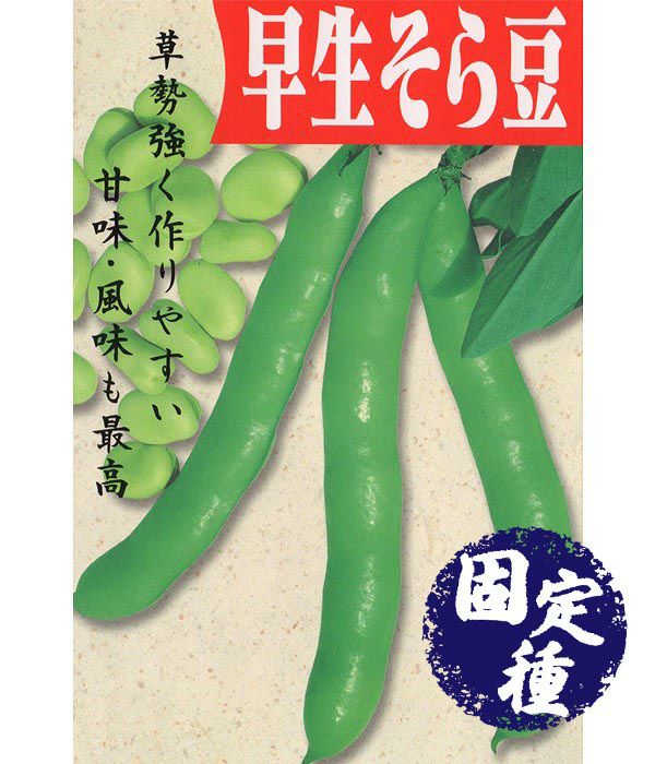 早生蚕豆（そら豆の種）【固定種】の写真