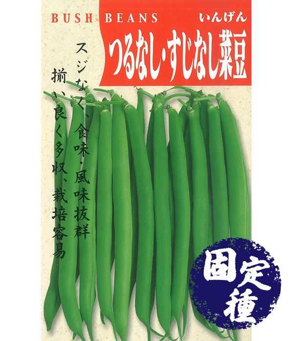 つるなしすじなし菜豆（インゲンの種）【固定種】の写真