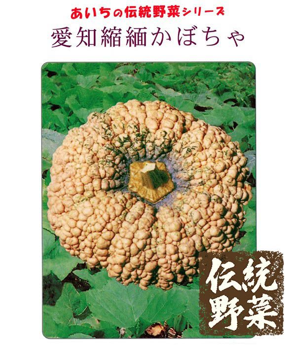 伝統野菜 愛知縮緬南瓜（かぼちゃの種）の写真