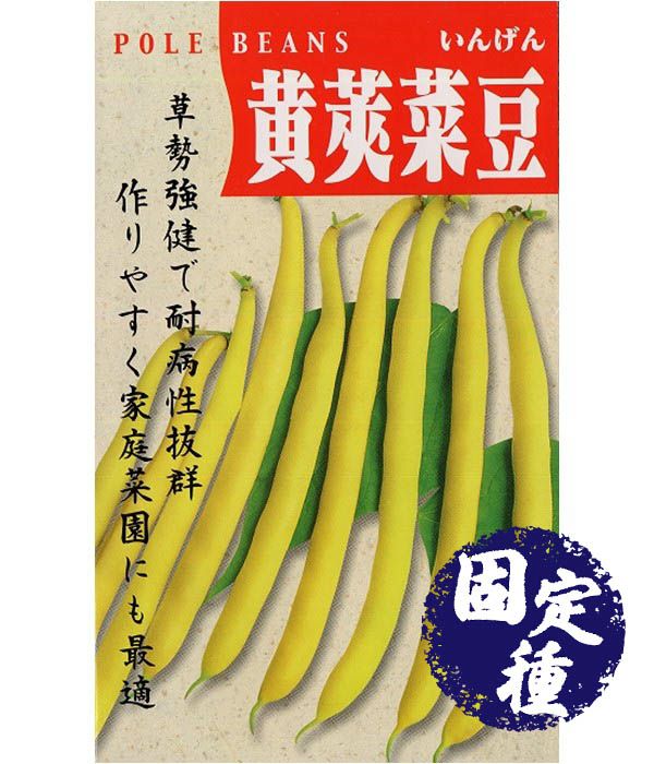 黄莢黒三度菜豆（インゲンの種）【固定種】の写真