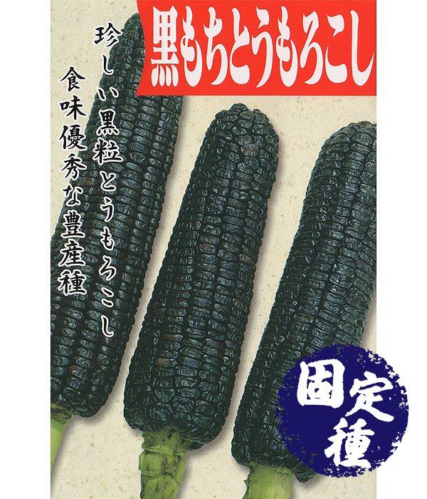 黒もちとうもろこし・もちきび（トウモロコシの種）【固定種】の写真