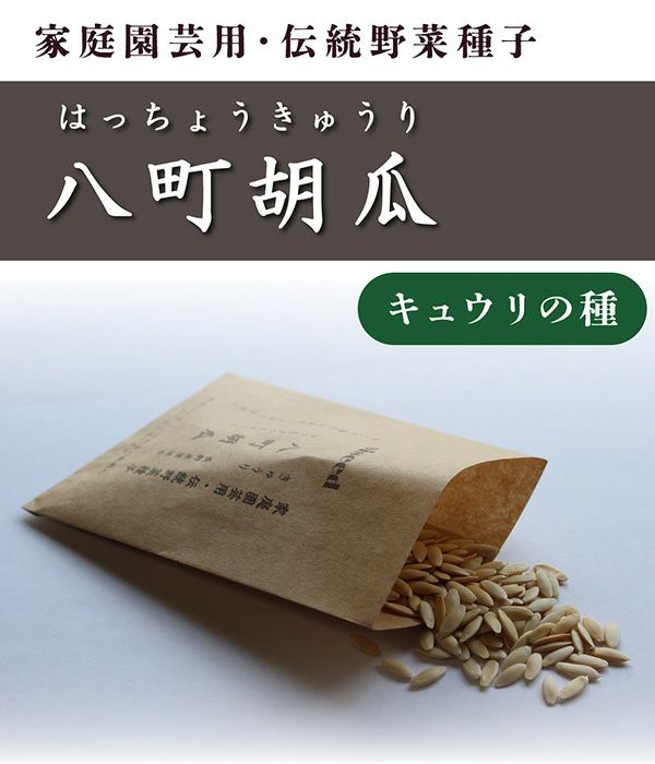 八町胡瓜（キュウリの種）【国内産・無消毒種子】の写真