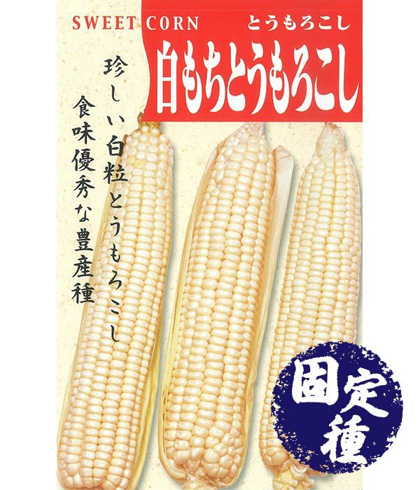 白もちとうもろこし（トウモロコシの種）【固定種】の写真