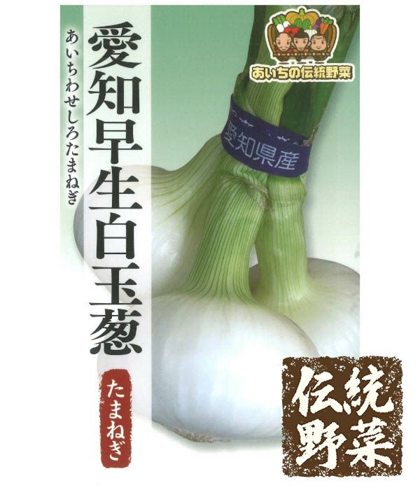 伝統野菜 愛知早生白玉葱（たまねぎの種）の写真