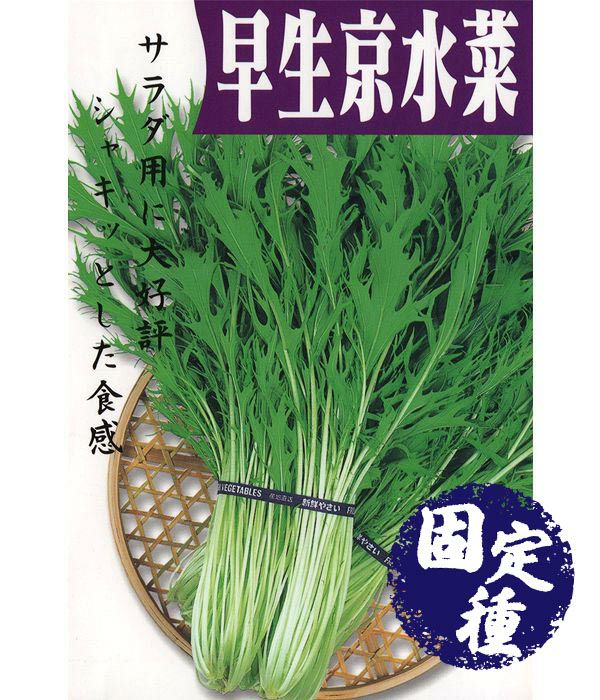 伝統野菜 正月菜（もちなの種）の写真