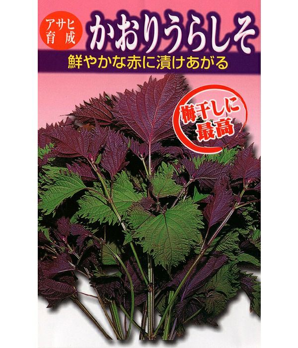 アサヒ育成　かおりうらしそ（シソの種）|固定種 在来種に強い 野菜のタネ専門通販サイト|アサヒのぐるたね