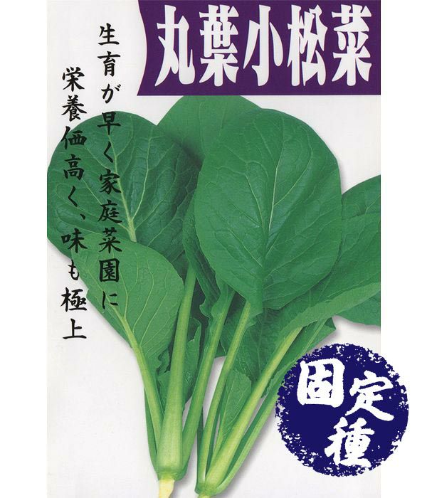 丸葉小松菜（コマツナの種）【固定種】|固定種 在来種に強い 野菜の