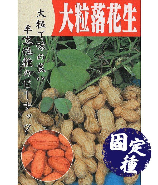 半立性大粒落花生（ラッカセイの種）【固定種】の写真