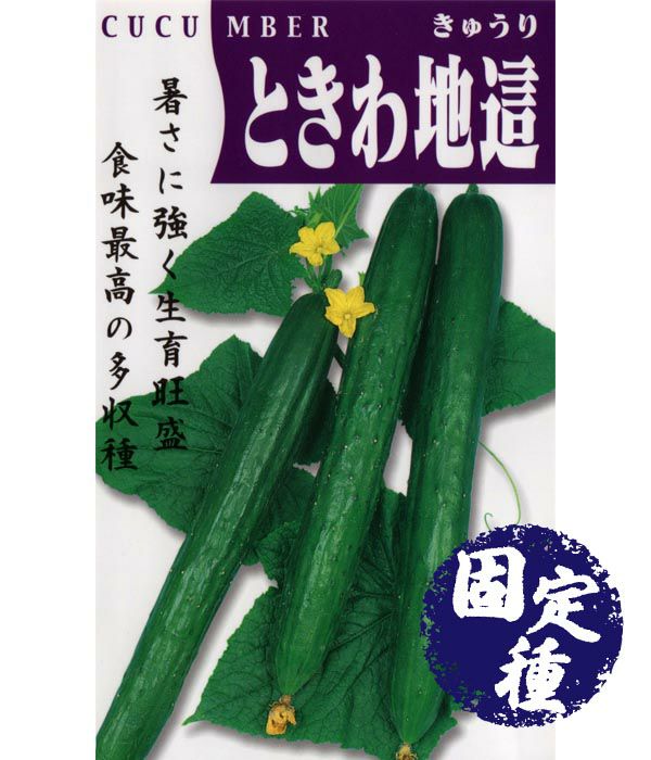ときわ地這胡瓜（キュウリの種）【固定種】の写真