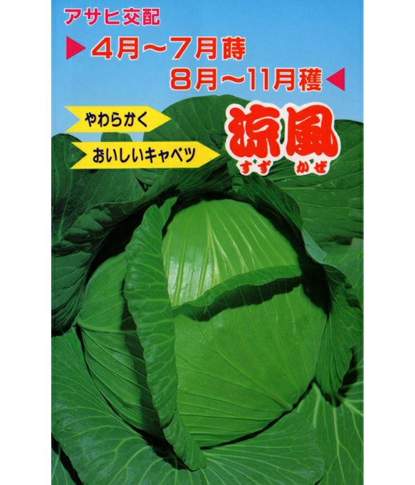 アサヒ交配　涼風（キャベツの種）の写真