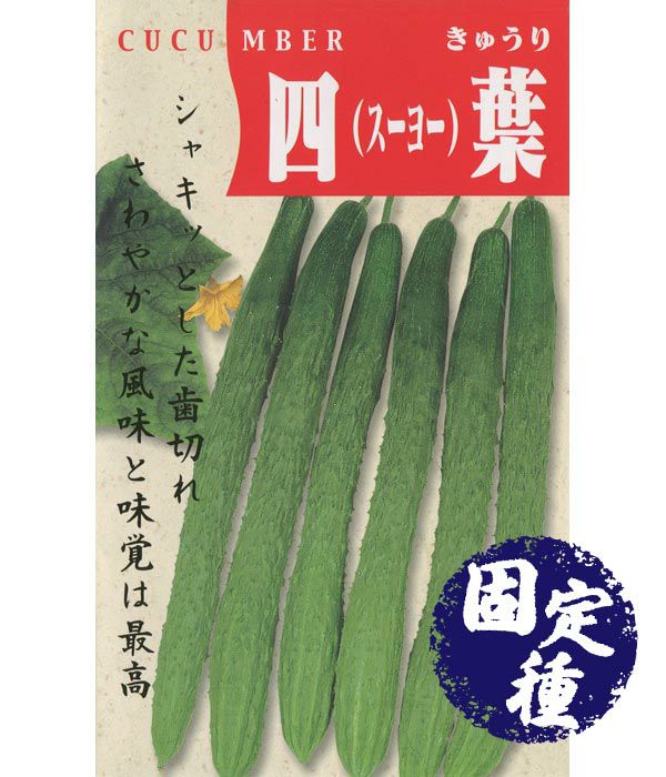 四葉（ｽｰﾖｰ）胡瓜(キュウリの種）【固定種】の写真