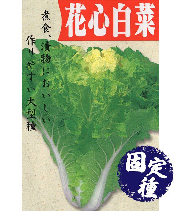 花心白菜（ハクサイの種）【固定種】の写真