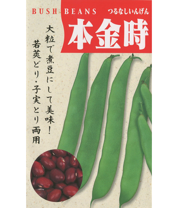 本金時菜豆（つる無しいんげんの種）【固定種】の写真