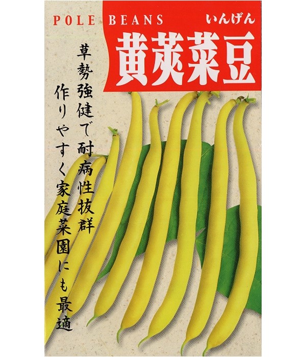 黄莢黒三度菜豆（インゲンの種）【固定種】の写真