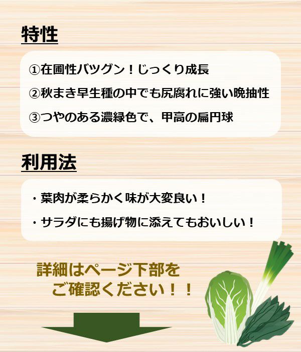 アサヒ交配 シュースター（キャベツの種）|野菜のタネ専門通販サイト|アサヒのぐるたね