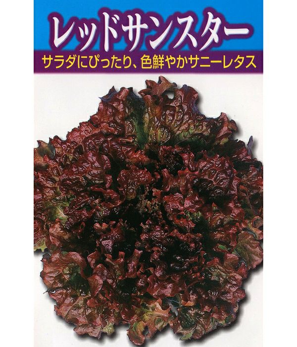 アサヒ育成　レッドサンスター（リーフレタスの種）