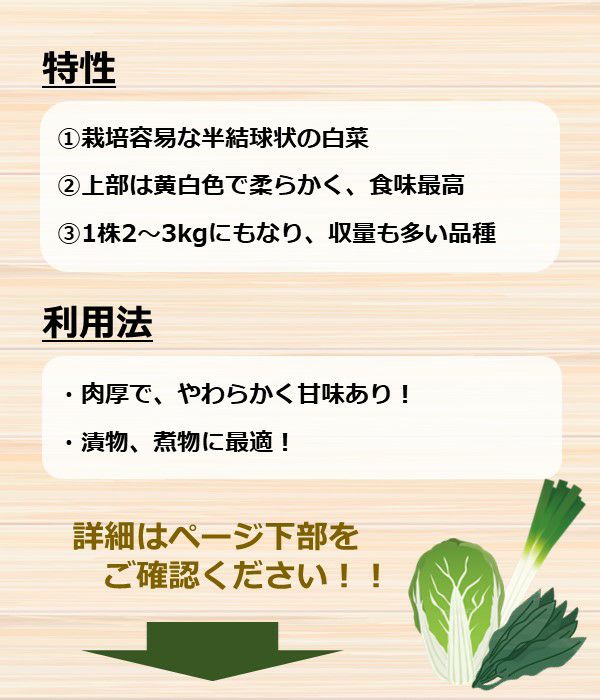 花心白菜（ハクサイの種）【固定種】|固定種 在来種に強い 野菜のタネ