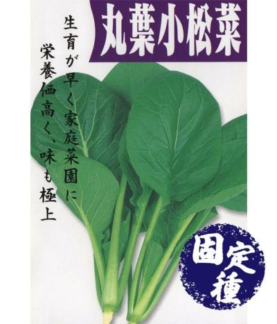 金町小蕪（かぶの種）【固定種】|固定種 在来種に強い 野菜のタネ専門通販サイト|アサヒのぐるたね