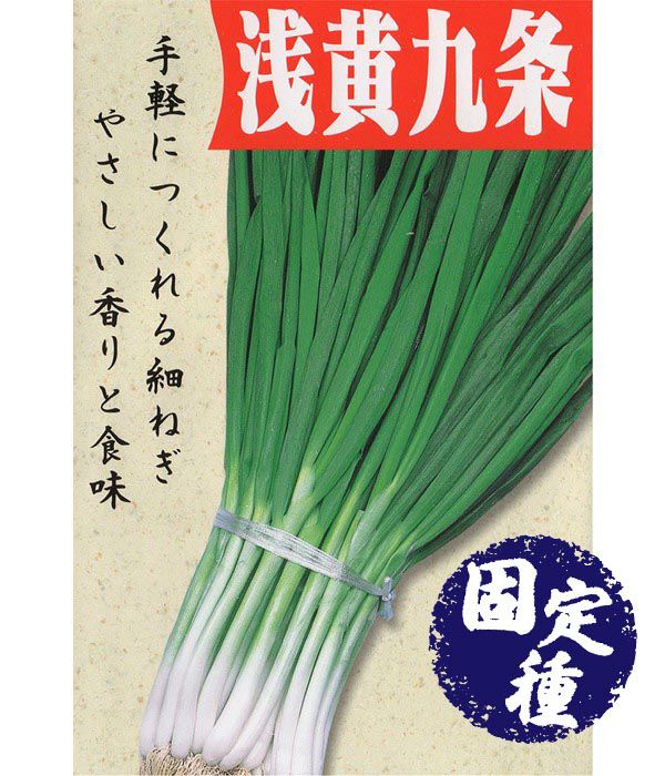 浅黄九条（ネギの種）【固定種】|固定種 在来種に強い 野菜のタネ専門通販サイト|アサヒのぐるたね