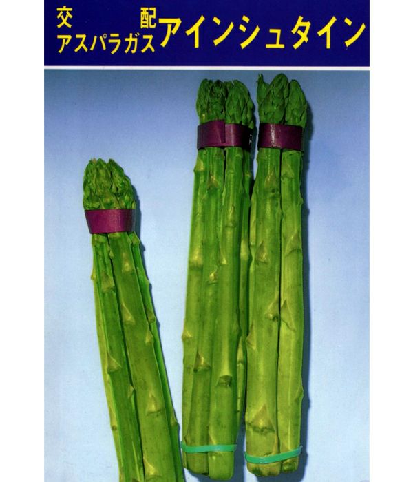 アインシュタイン アスパラの種 野菜のタネ専門通販サイト アサヒのぐるたね