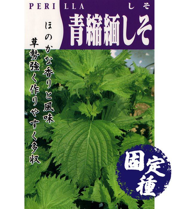 青縮緬紫蘇（しその種）【固定種】|固定種 在来種に強い 野菜のタネ