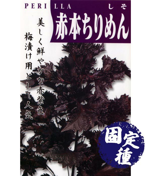 赤本縮緬紫蘇（しその種）【固定種】|固定種 在来種に強い 野菜のタネ専門通販サイト|アサヒのぐるたね