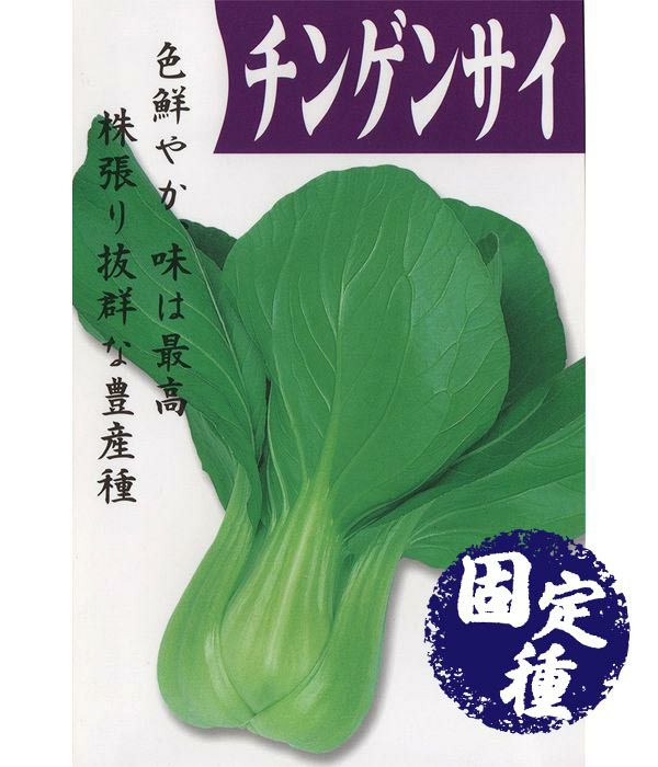 チンゲンサイ（チンゲン菜の種）【固定種】|野菜のタネ専門通販サイト|アサヒのぐるたね