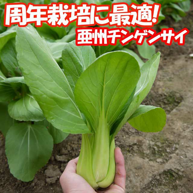 アサヒ交配 亜州チンゲンサイ（チンゲン菜の種）|野菜のタネ専門通販サイト|アサヒのぐるたね