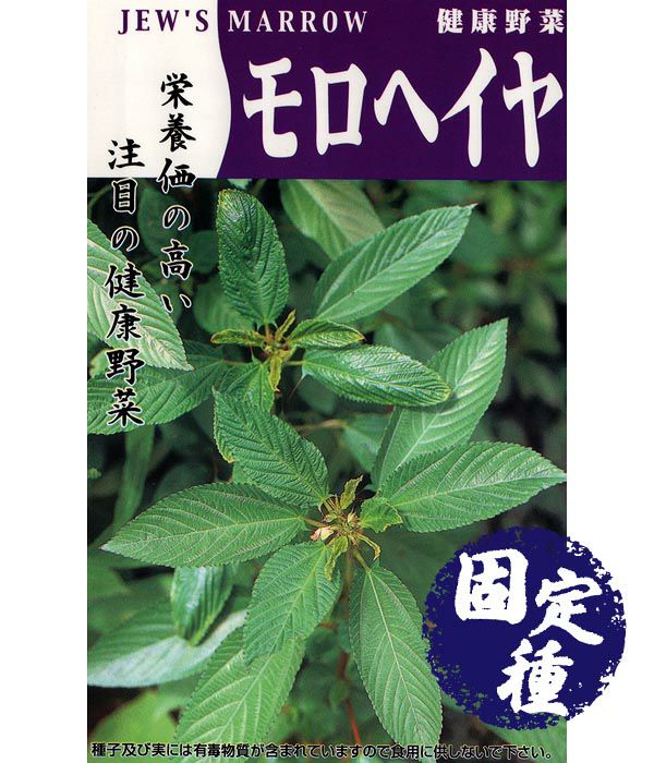 モロヘイヤ（その他　葉菜類の種）【固定種】|固定種 在来種に強い 野菜のタネ専門通販サイト|アサヒのぐるたね