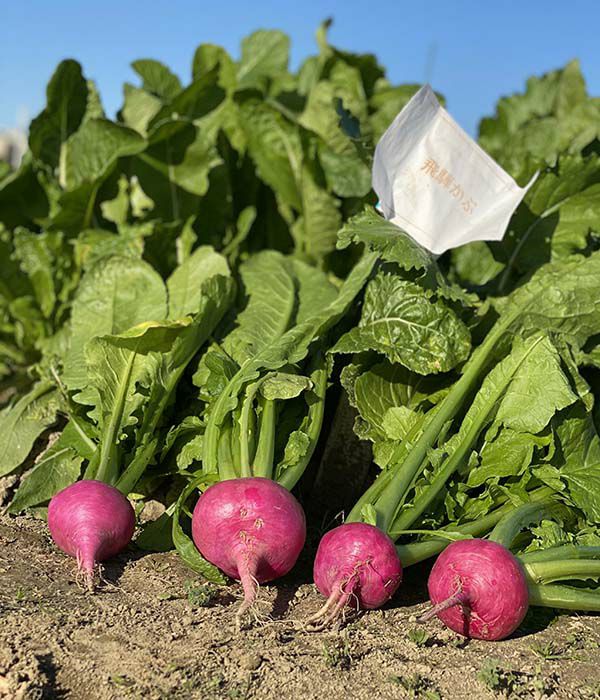 飛騨紅蕪（かぶの種）【固定種】|固定種 在来種に強い 野菜の