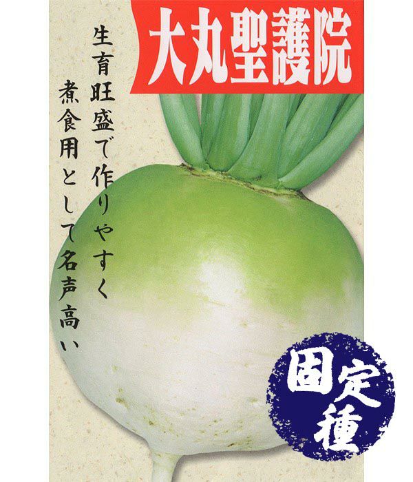 大丸聖護院大根（だいこんの種）【固定種】|野菜のタネ専門通販サイト|アサヒのぐるたね