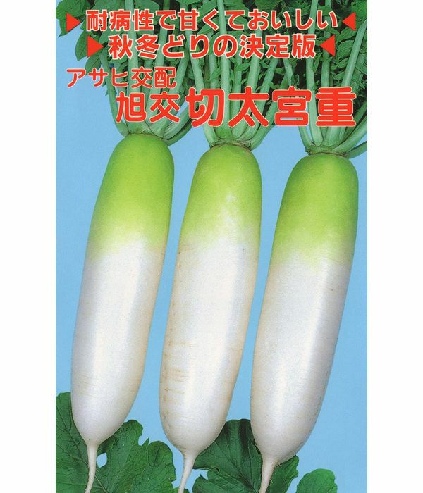 アサヒ交配 旭交切太宮重大根（だいこんの種）|固定種 在来種に強い