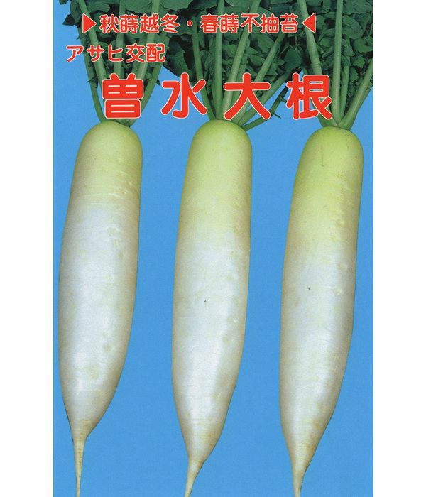 アサヒ交配 曽水大根（だいこんの種）|野菜のタネ専門通販サイト|アサヒのぐるたね