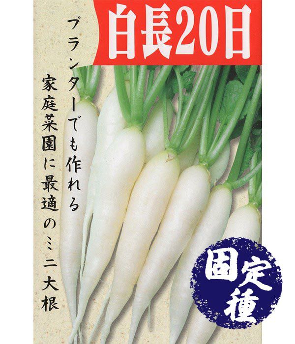 白長はつか大根 アイシクル ラディッシュの種 固定種 野菜のタネ専門通販サイト アサヒのぐるたね