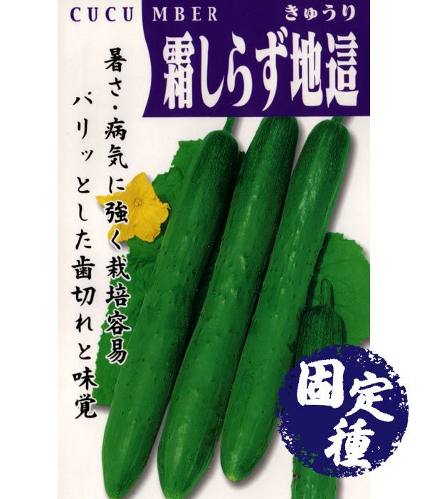 霜しらず地這胡瓜（キュウリの種）【固定種】