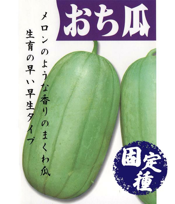 おちうり 金瓜 まくわの種 固定種 野菜のタネ専門通販サイト アサヒのぐるたね