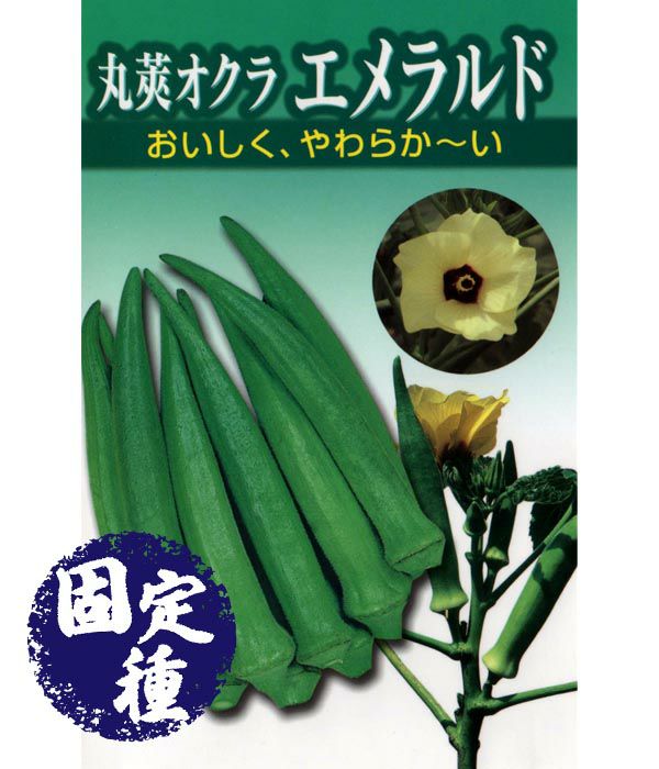 丸莢オクラ エメラルド オクラの種 固定種 野菜のタネ専門通販サイト アサヒのぐるたね