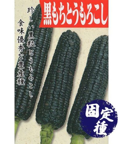 白もちとうもろこし（トウモロコシの種）【固定種】|固定種 在来種に強い 野菜のタネ専門通販サイト|アサヒのぐるたね