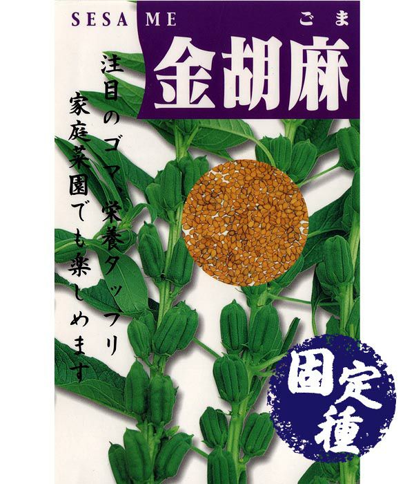 白胡麻（ごまの種）【固定種】|固定種 在来種に強い 野菜のタネ専門