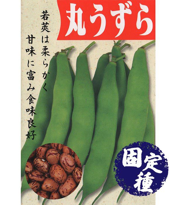 インゲン赤インゲンうずら