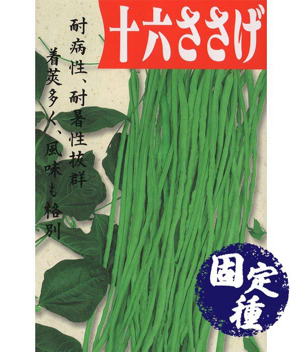 十六ささげ（インゲンの種）【固定種】|固定種 在来種に強い 野菜のタネ専門通販サイト|アサヒのぐるたね