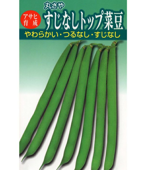 アサヒ育成　すじなしトップ菜豆（インゲンの種）|固定種 在来種に強い 野菜のタネ専門通販サイト|アサヒのぐるたね