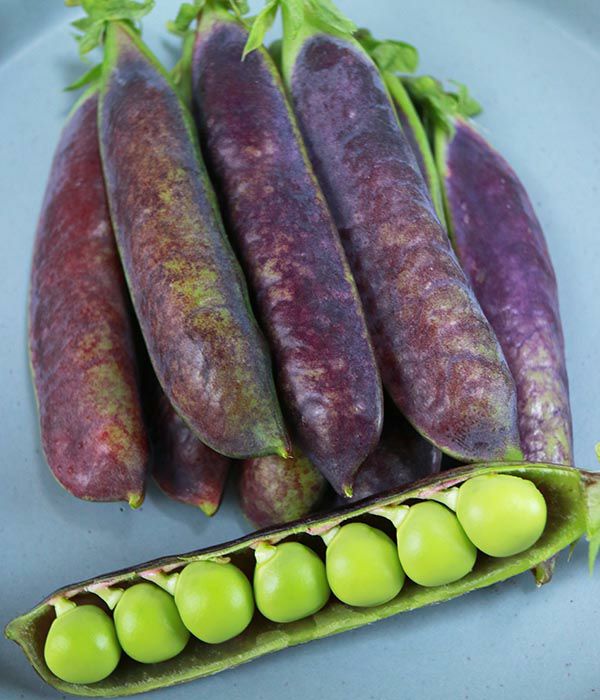 ツタンカーメンの紫えんどう エンドウ豆の種 固定種 野菜のタネ専門通販サイト アサヒのぐるたね