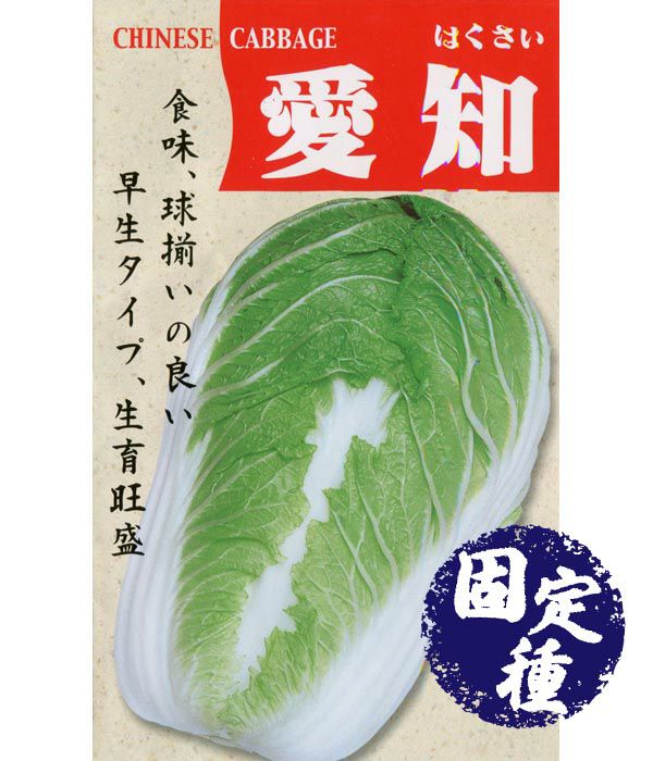 愛知白菜(ハクサイの種）【固定種】|固定種 在来種に強い 野菜のタネ