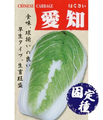 白菜|固定種 在来種に強い 野菜のタネ専門通販サイト|アサヒのぐるたね