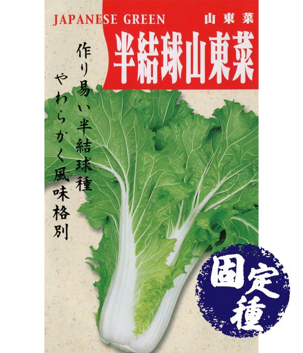 半結球山東白菜(ハクサイの種）【固定種】|固定種 在来種に強い 野菜のタネ専門通販サイト|アサヒのぐるたね