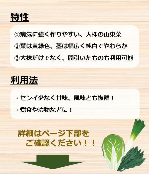 半結球山東白菜 ハクサイの種 固定種 野菜のタネ専門通販サイト アサヒのぐるたね